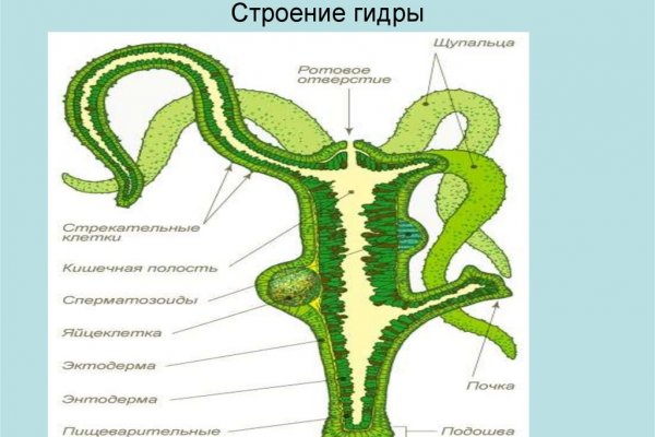 Kraken site